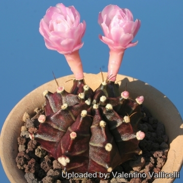 8749 valentino Valentino Vallicelli