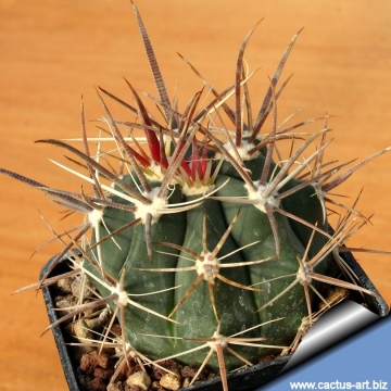 3876 cactus-art Cactus Art