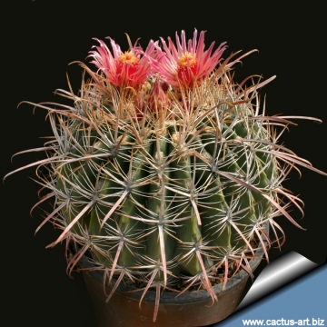 13317 cactus-art Cactus Art