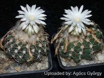 24294 agocs Agócs György