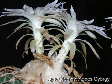 24310 agocs Agócs György