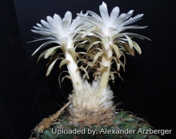 28085 alexander Alexander Arzberger