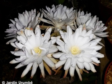 28101 alexander Alexander Arzberger