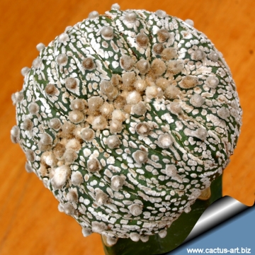 15196 cactus-art Cactus Art
