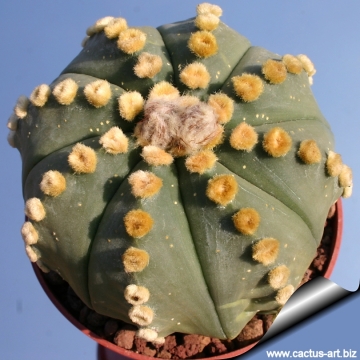 7753 cactus-art Cactus Art