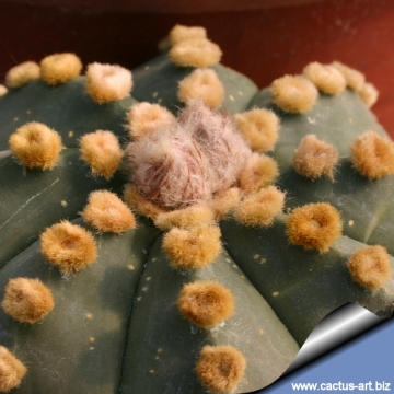 7754 cactus-art Cactus Art