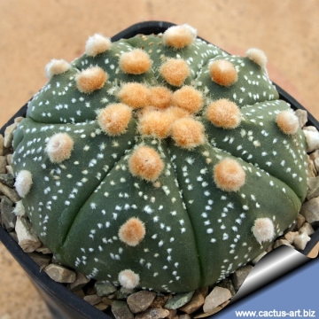 9289 cactus-art Cactus Art