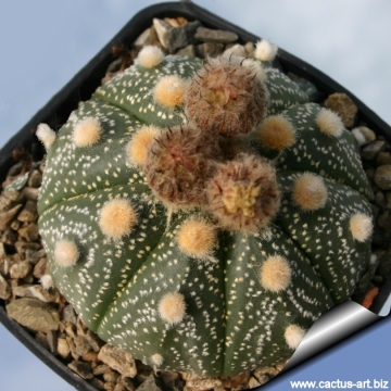 9290 cactus-art Cactus Art