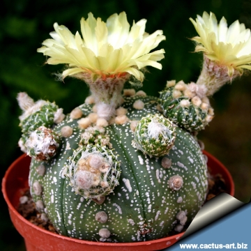 15203 cactus-art Cactus Art