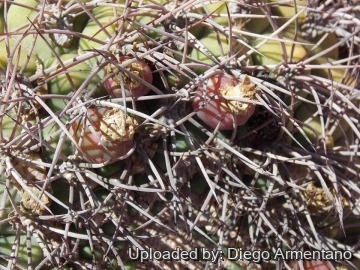 26336 diegoe Diego Armentano