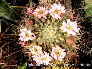 18717 Ilham Prof. Ilham Alakbarov