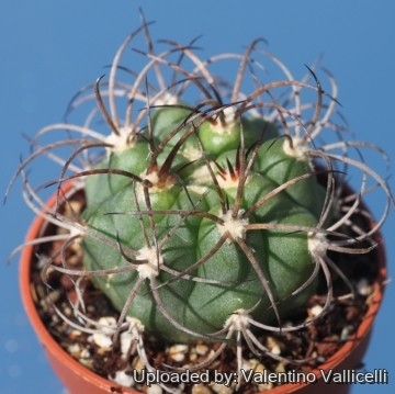 23694 valentino Valentino Vallicelli