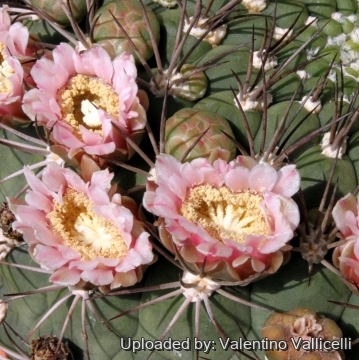 2875 valentino Valentino Vallicelli