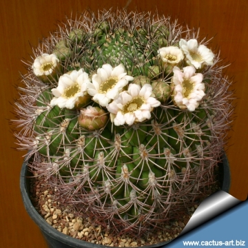 2880 cactus-art Cactus Art