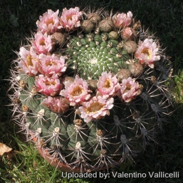 7227 valentino Valentino Vallicelli