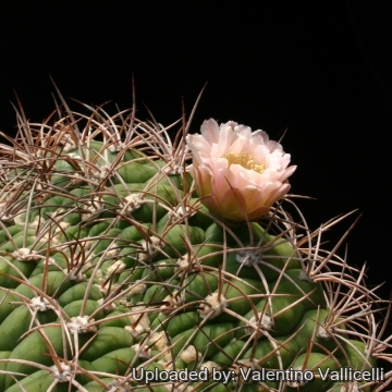 2882 valentino Valentino Vallicelli