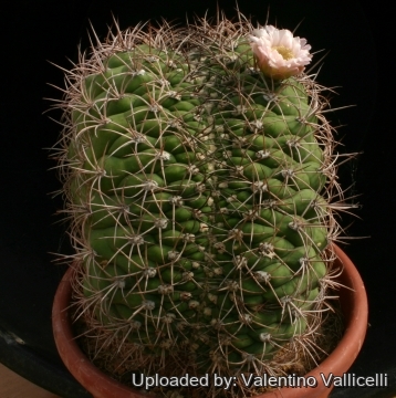 2883 valentino Valentino Vallicelli