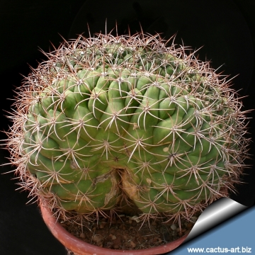 2884 cactus-art Cactus Art