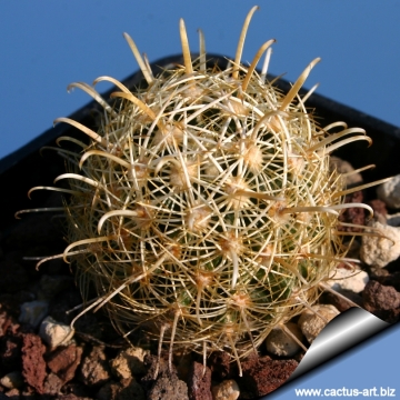 3261 cactus-art Cactus Art