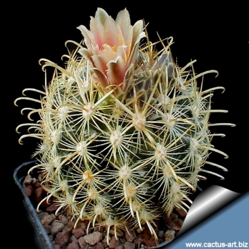 3262 cactus-art Cactus Art