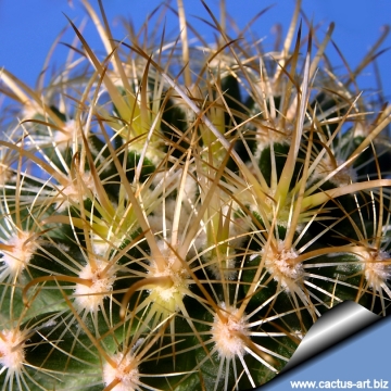 3263 cactus-art Cactus Art