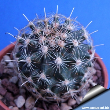 3264 cactus-art Cactus Art