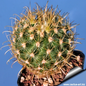 3265 cactus-art Cactus Art