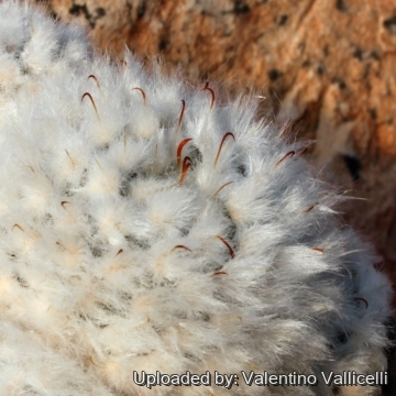 3431 valentino Valentino Vallicelli