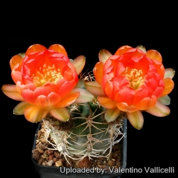 7790 valentino Valentino Vallicelli