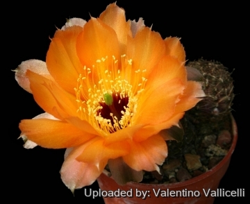 12510 valentino Valentino Vallicelli