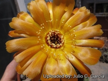 20077 julio Julio C. García