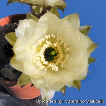 12437 valentino Valentino Vallicelli