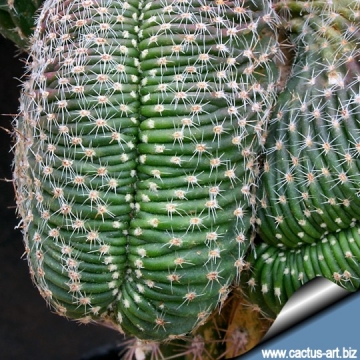 3504 cactus-art Cactus Art