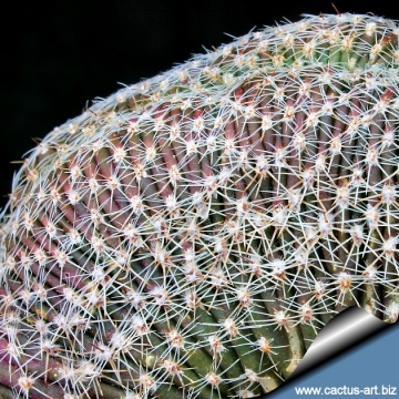 3505 cactus-art Cactus Art