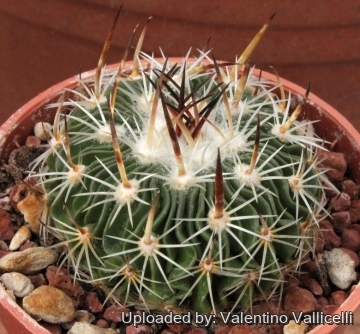 3537 valentino Valentino Vallicelli