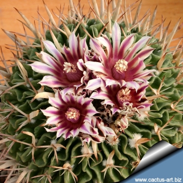 3539 cactus-art Cactus Art