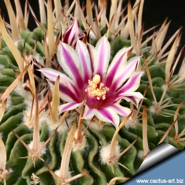 3540 cactus-art Cactus Art