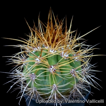 3552 valentino Valentino Vallicelli