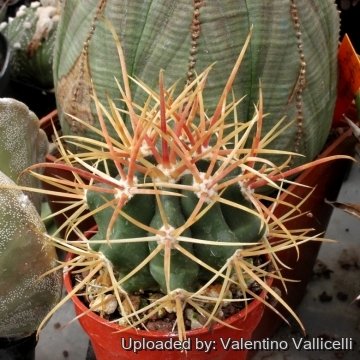 3615 valentino Valentino Vallicelli