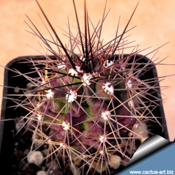 14354 cactus-art Cactus Art