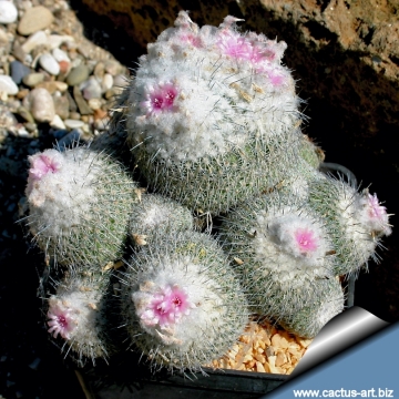 6002 cactus-art Cactus Art