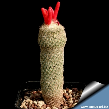 13636 cactus-art Cactus Art