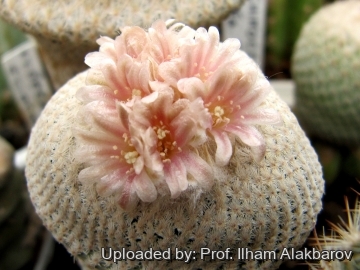18830 Ilham Prof. Ilham Alakbarov