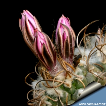 9699 cactus-art Cactus Art