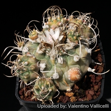 15658 valentino Valentino Vallicelli