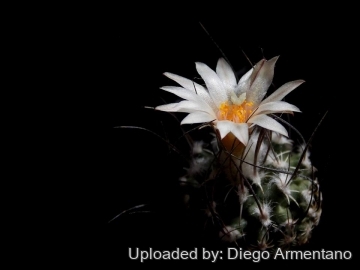 26699 diegoe Diego Armentano