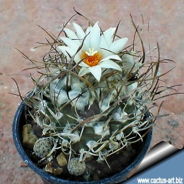 9653 cactus-art Cactus Art