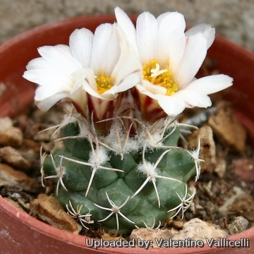 9656 valentino Valentino Vallicelli