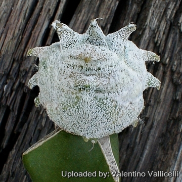 3718 valentino Valentino Vallicelli