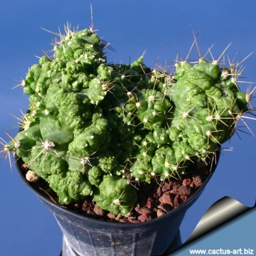3817 cactus-art Cactus Art